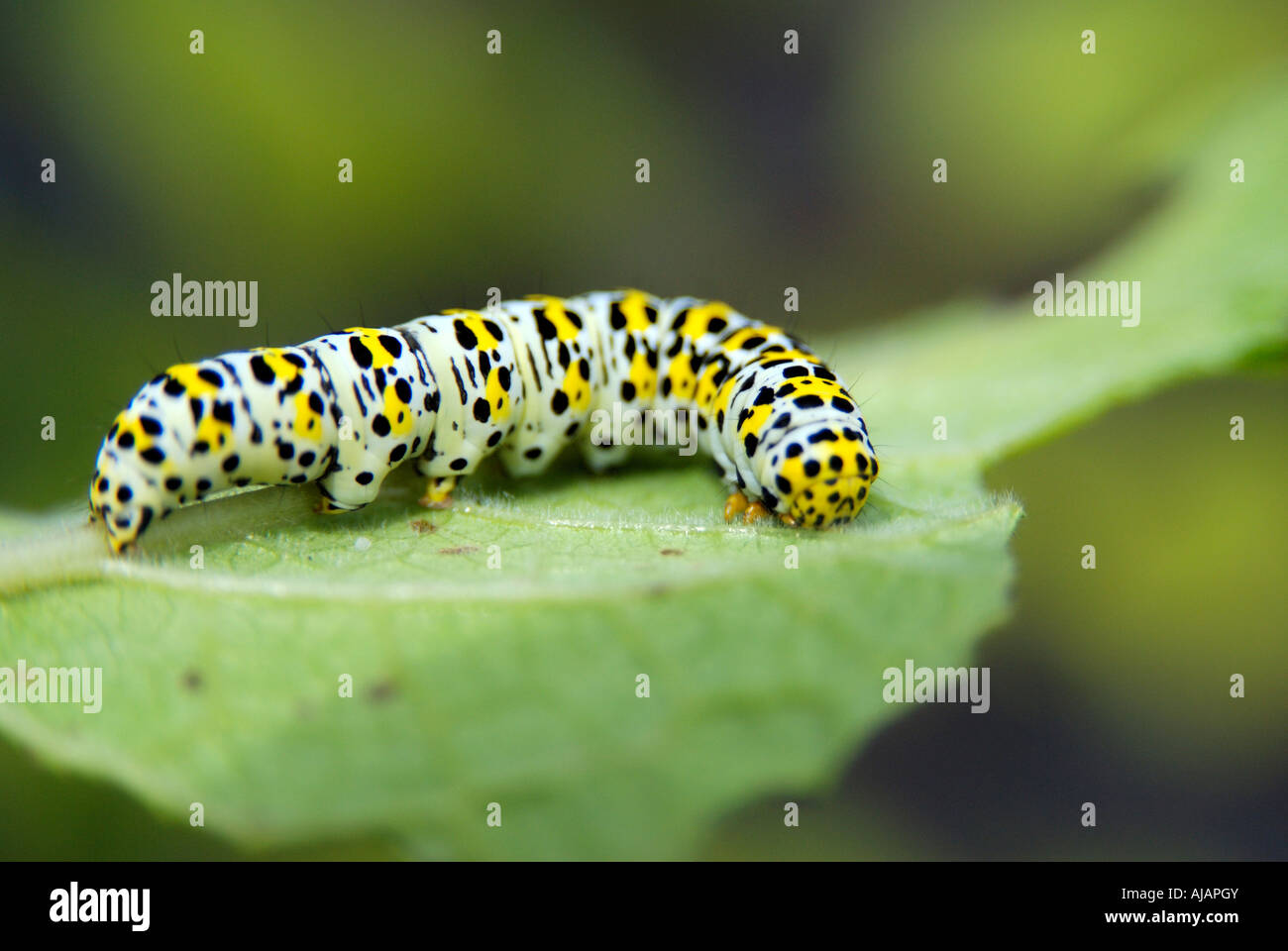 A Mullein Moth Caterpillar on a Mullein plant leaf clearly showing the jagged leaf edge which