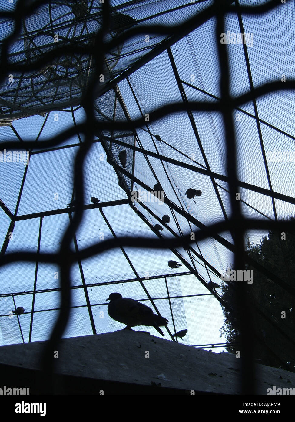 birds in a cage Stock Photo Alamy