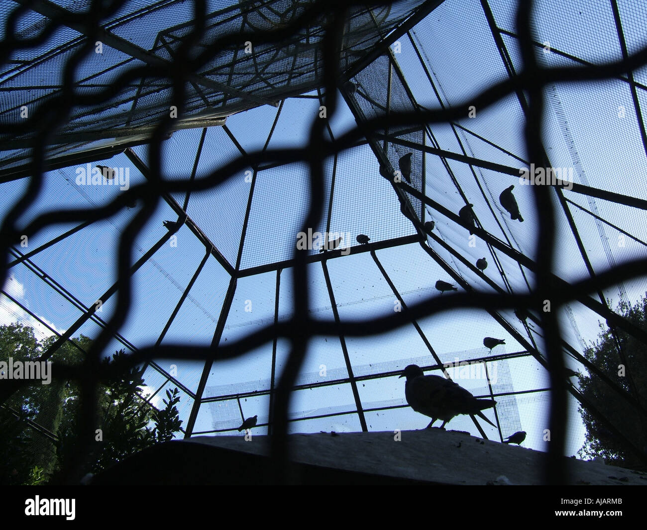 birds in a cage Stock Photo Alamy