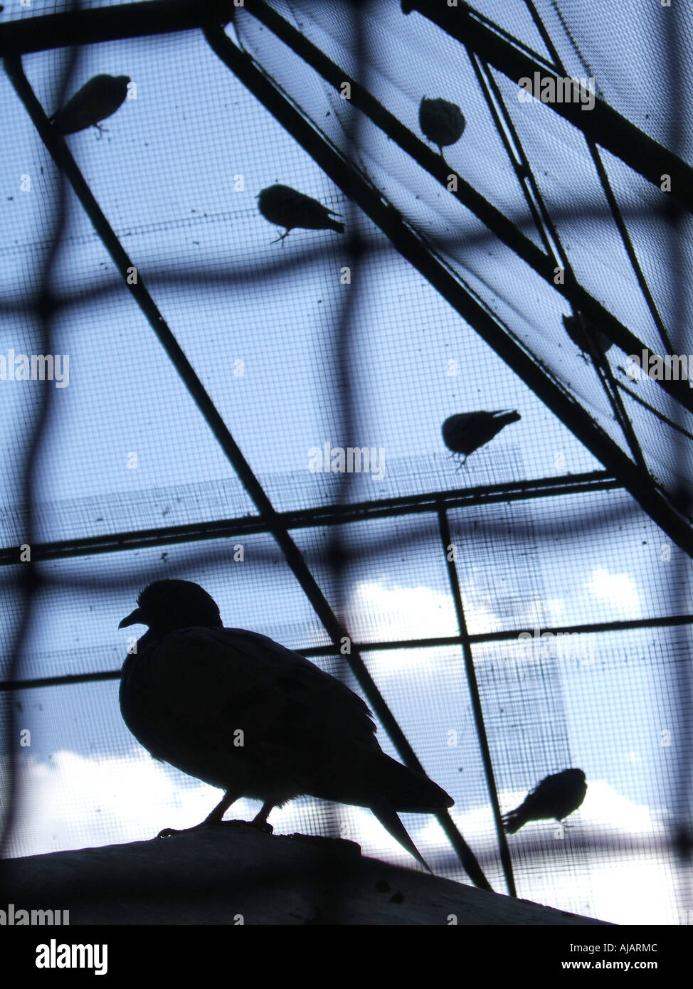birds in a cage Stock Photo Alamy