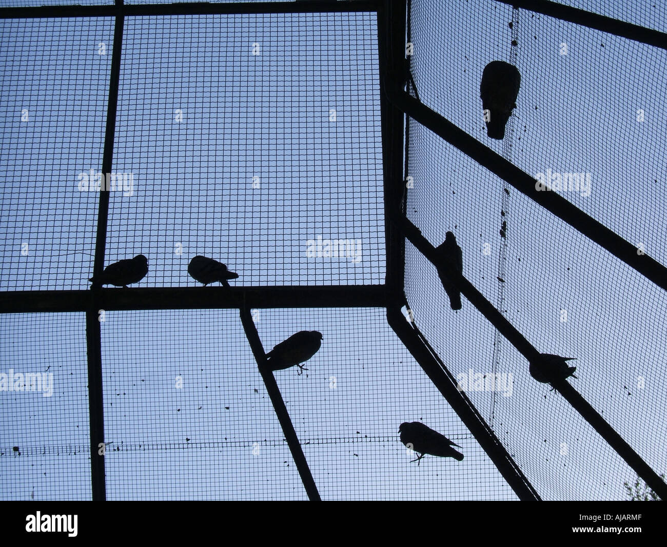 birds in a cage Stock Photo Alamy