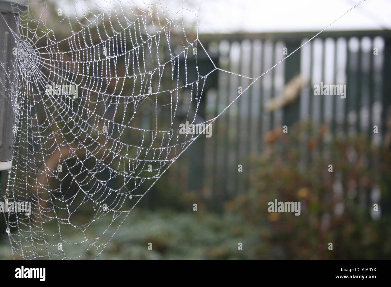 Spider's Web in Garden Stock Photo - Alamy