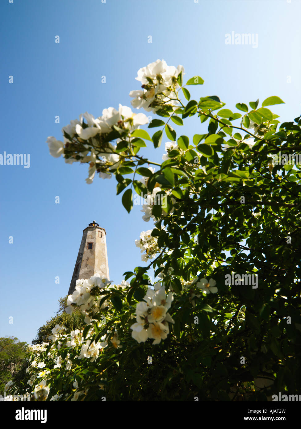 Bald Head Lighthouse seen through wild roses at Bald Head Island North