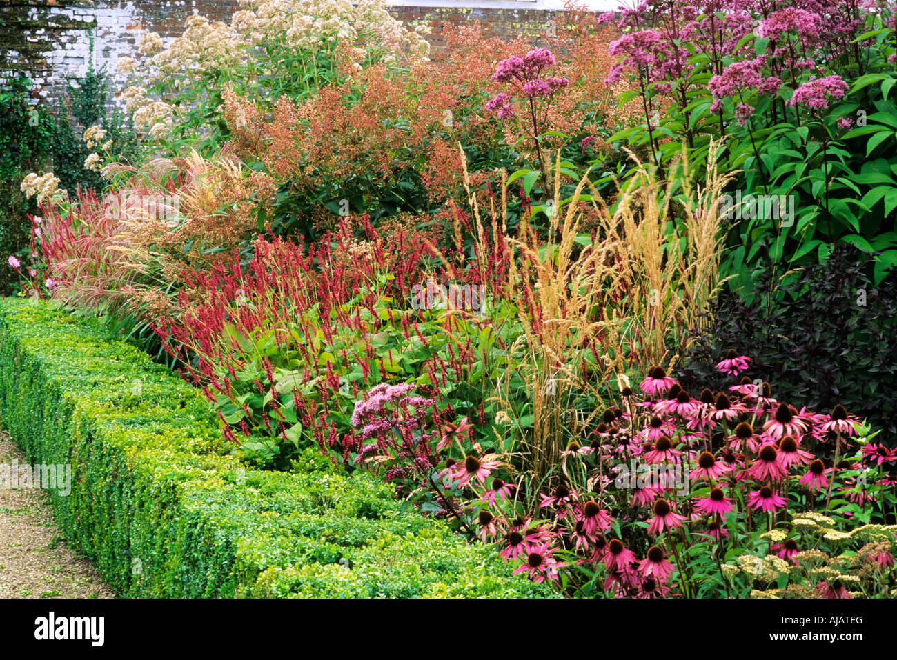 Box Hedge September herbaceous border 2 Stock Photo Alamy