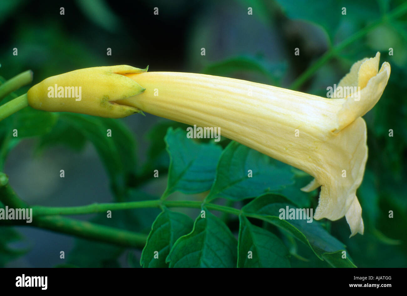 Campsis radicans Flava syn Yellow Trumpet Stock Photo