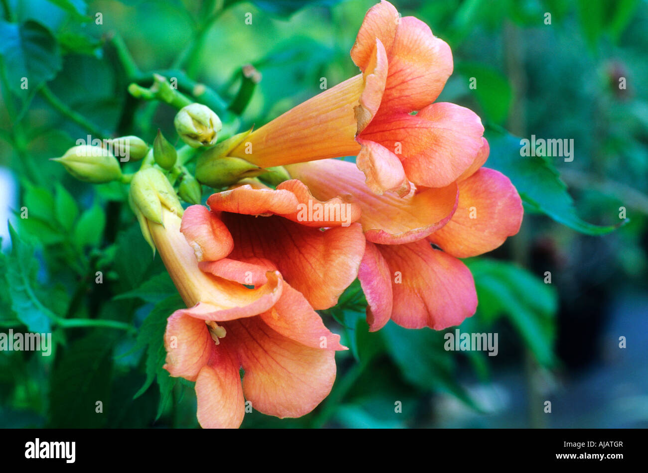 Campsis radicans Indian Summer, climbing plant Stock Photo
