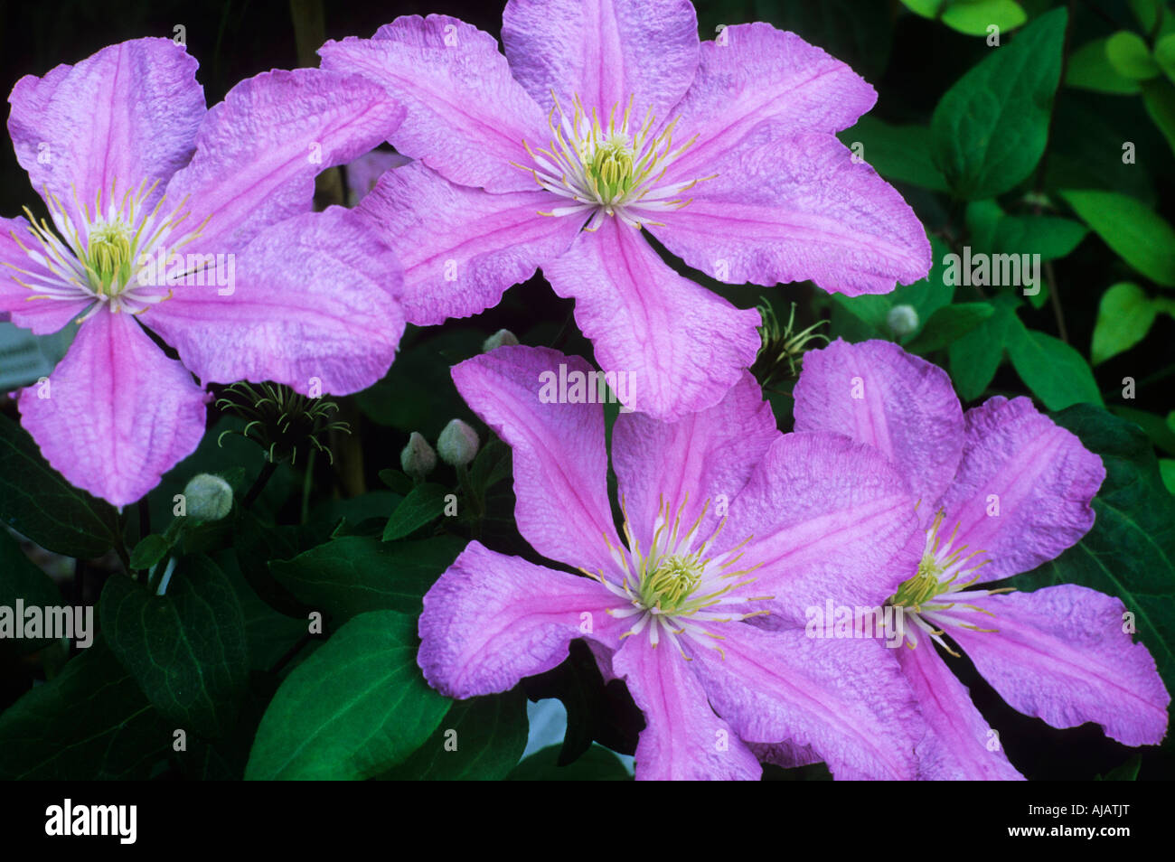 Clematis Comtesse de Bouchaud Stock Photo