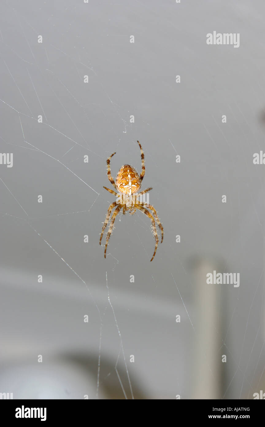 Spider in Portrait close up Stock Photo
