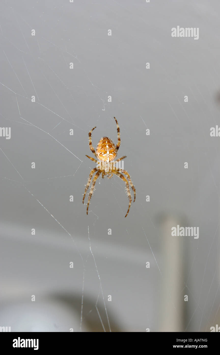 Spider in Portrait close up Stock Photo - Alamy