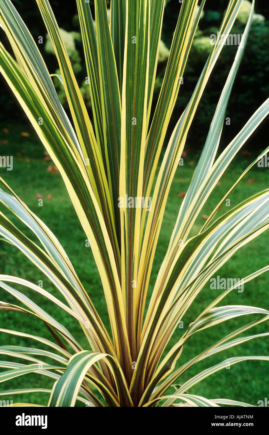 Cordyline australis Sparkler cordylines Stock Photo Alamy