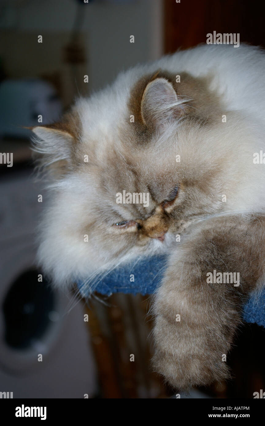 Himalayan Persian Cat Sleeping Stock Photo