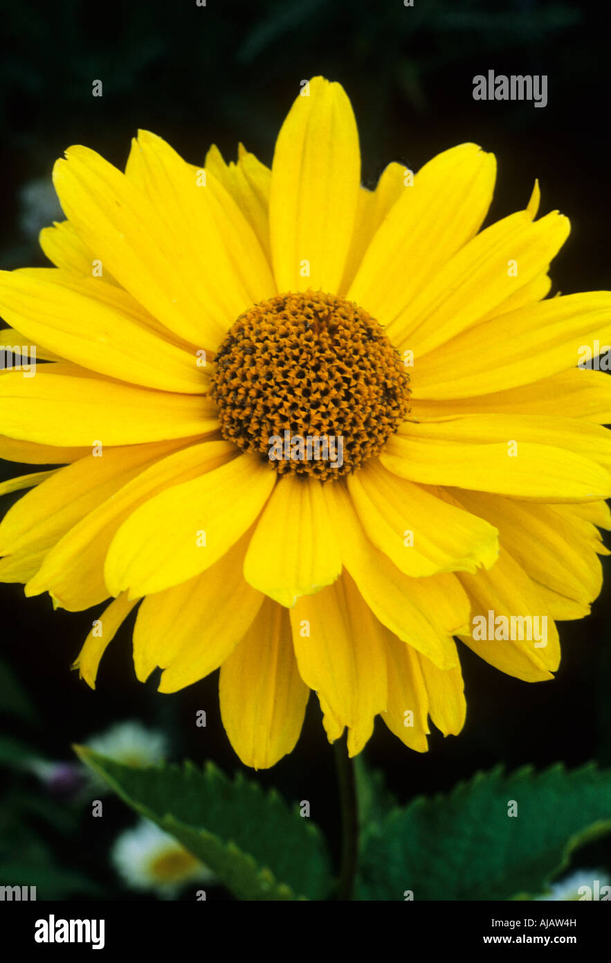 Heliopsis helianthoides var scabra Venus Stock Photo