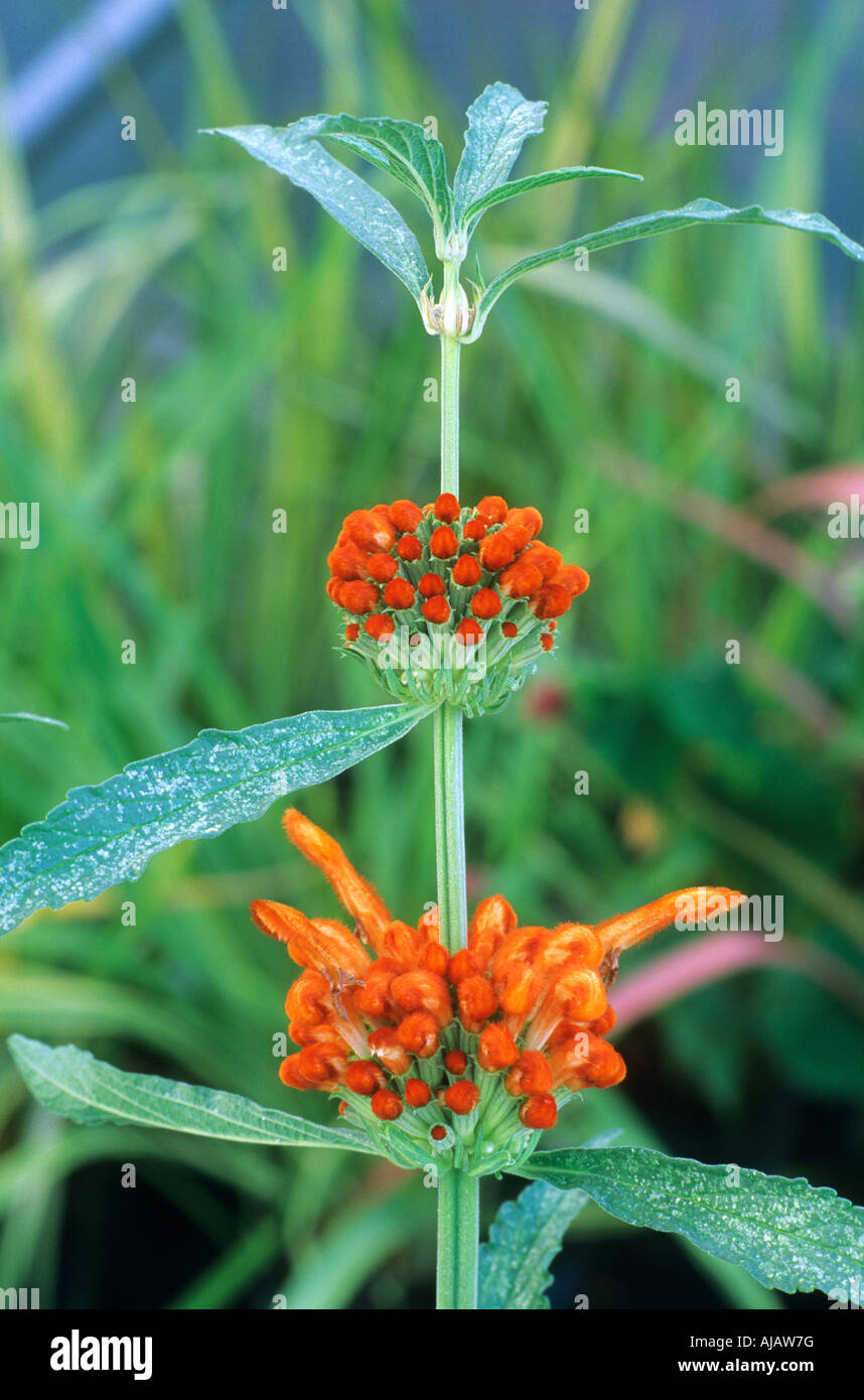 Leonotis leonurus Lion's Ear, orange flowers garden plant Stock Photo