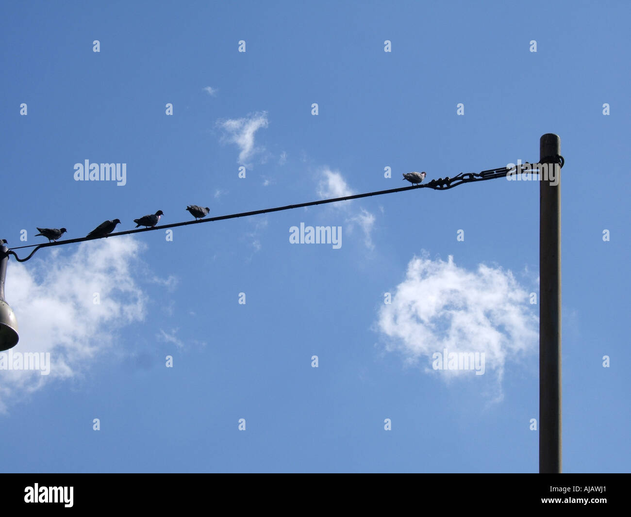 Pigeons telegraph wire pigeon hires stock photography and images Alamy