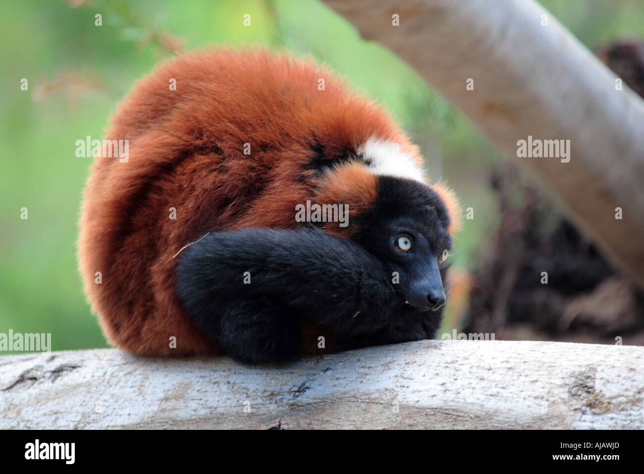 Red Ruffed Lemar Red ruffed lemurs hi-res stock photography and images - Alamy