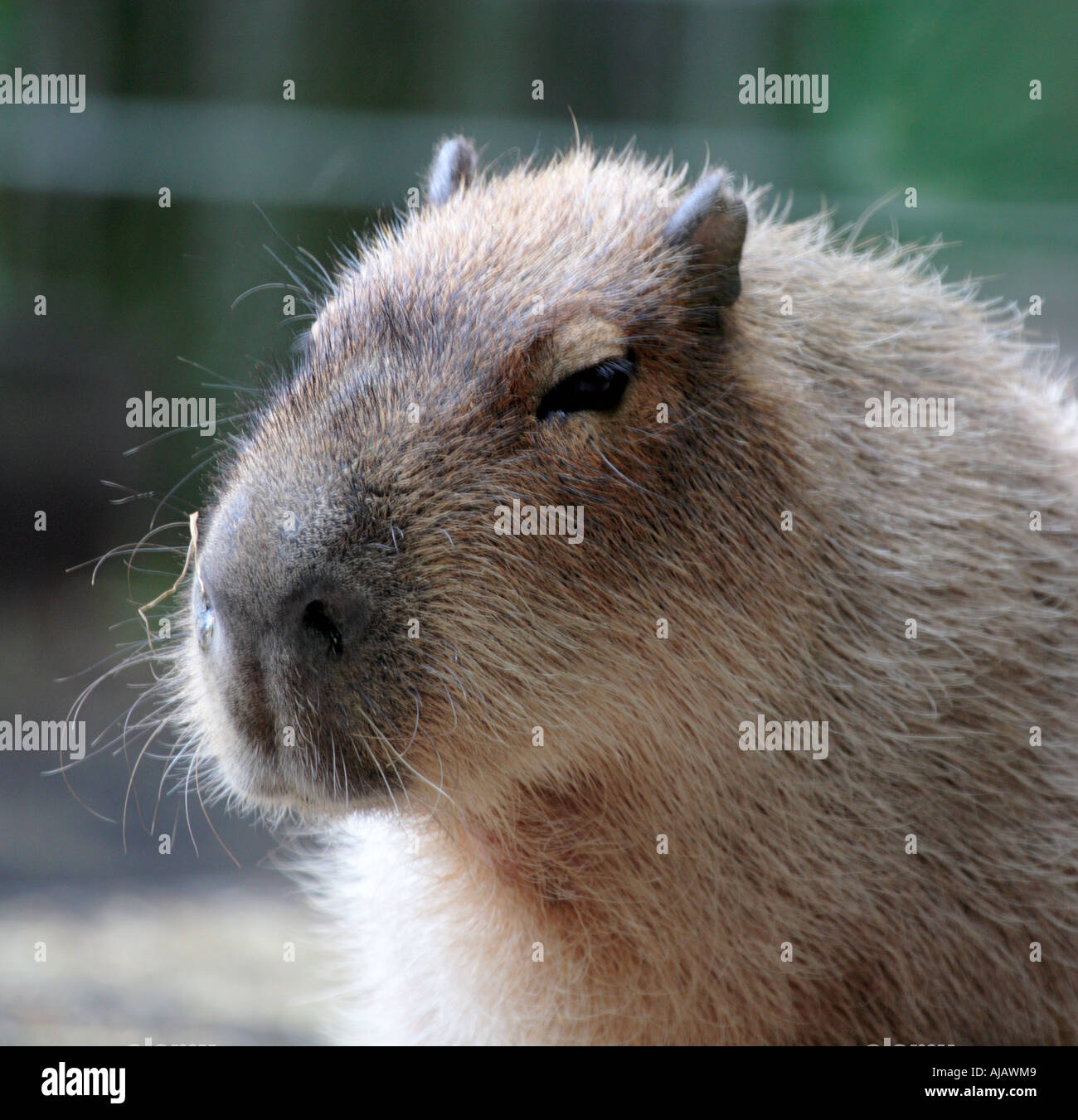 Capybara, UK, Europe Stock Photo