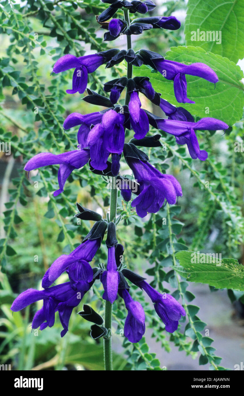 Salvia guaranitica Blue Enigma sage salvias Stock Photo - Alamy