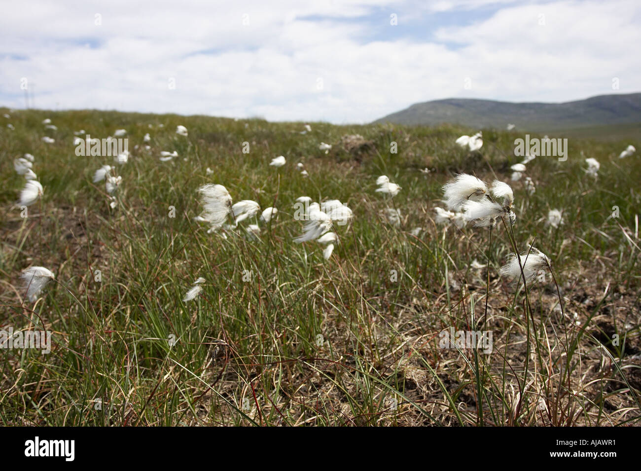 common cottongrass Eriophorum angustifolium vaginatum bog cotton