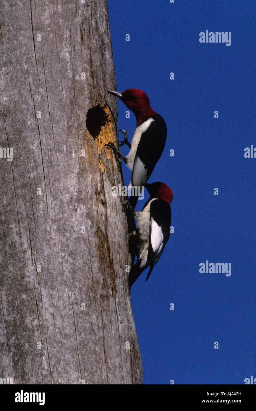 red-headed-woodpeckers-melanerpes-erythrocephalus-nesting-stock-photo