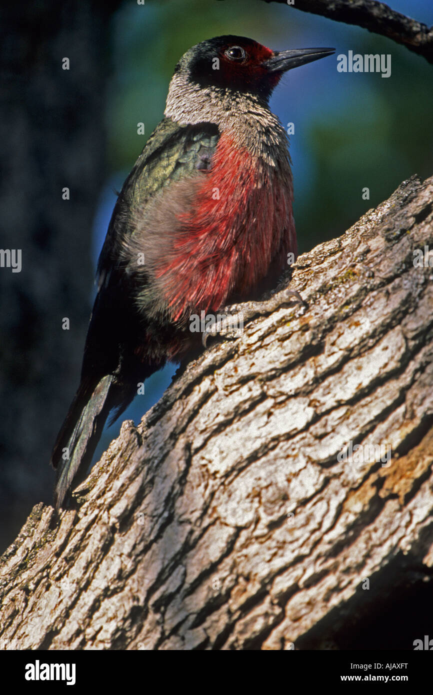 Lewis' woodpecker (Melanerpes lewis) Stock Photo