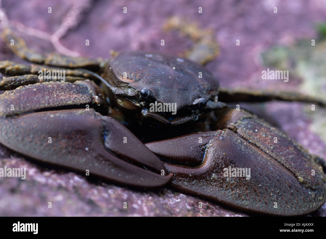 Porcelain crab (Petrolisthes sp.) Stock Photo