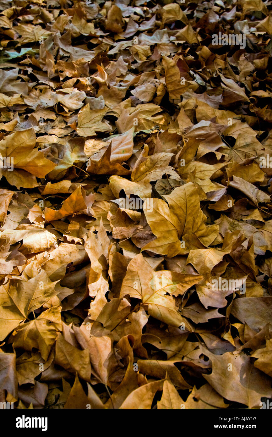 fallen leaves in autumn Stock Photo - Alamy