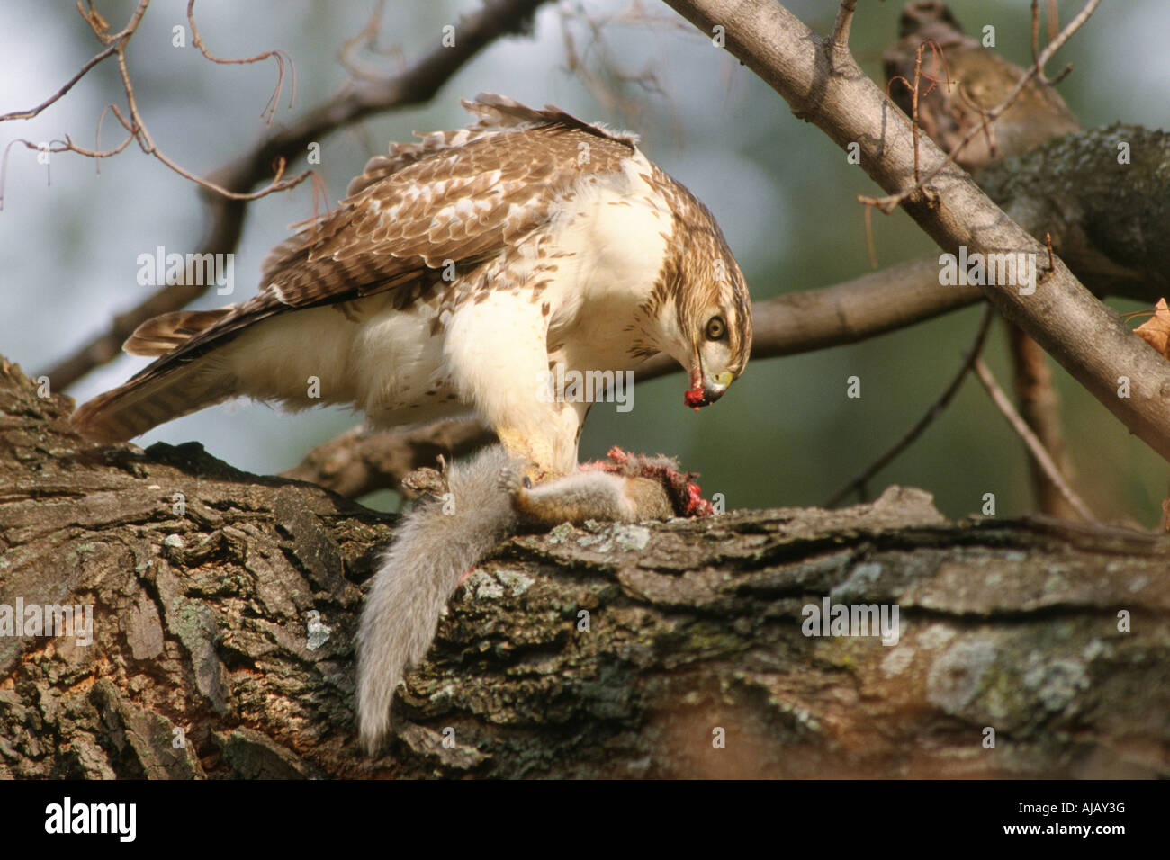 Red tailed hawk (Buteo jamaicensis), hunting, feeding on squirrel Stock