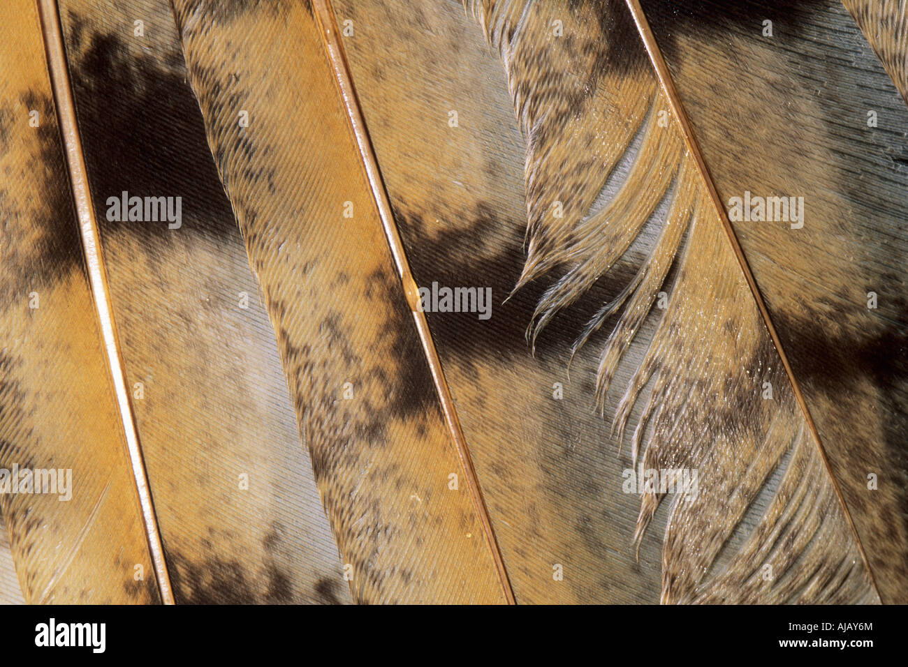 barn-owl-feathers-tyto-alba-stock-photo-alamy