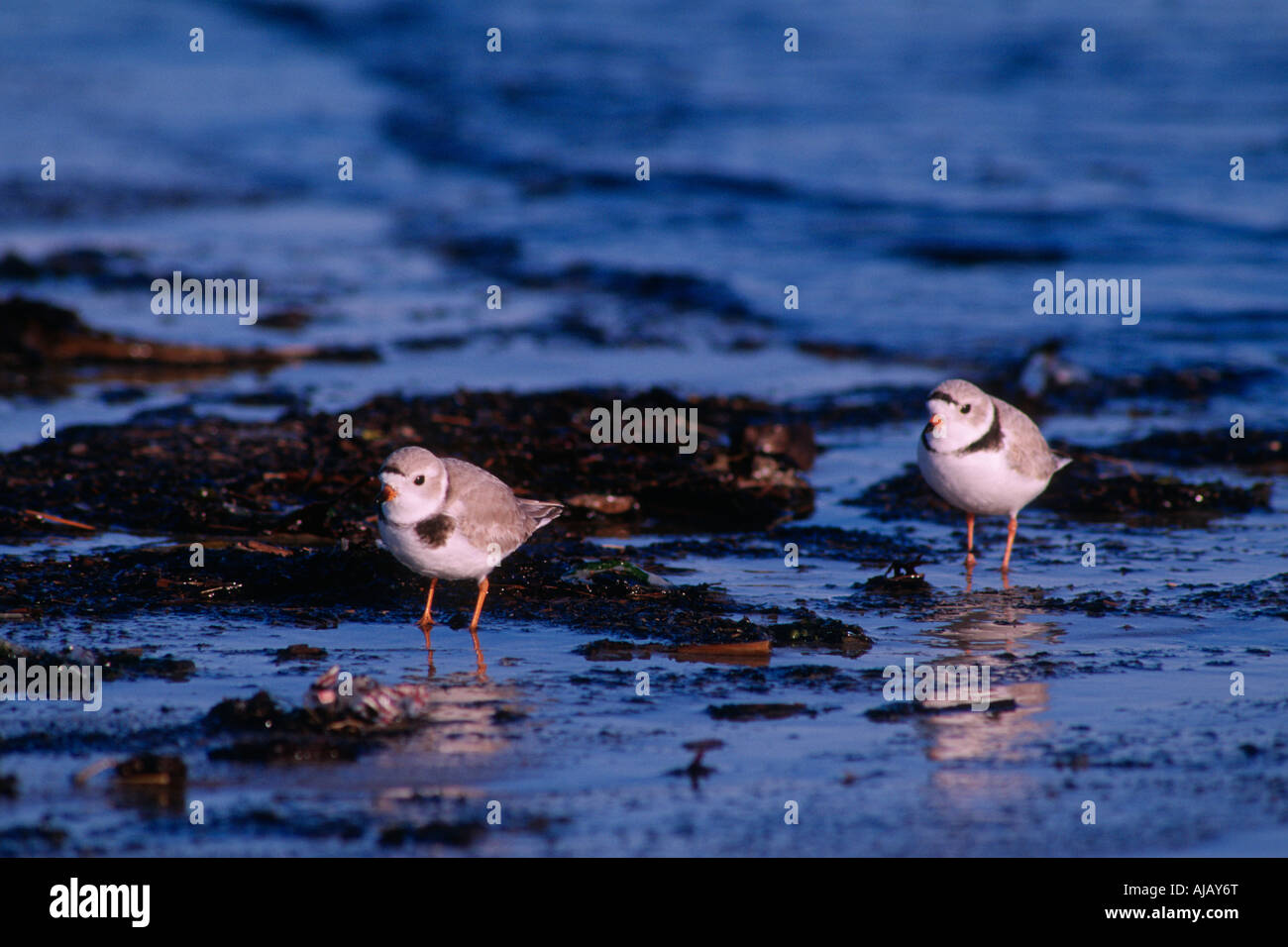 Piping plovers (Charadrius melodus Stock Photo Alamy