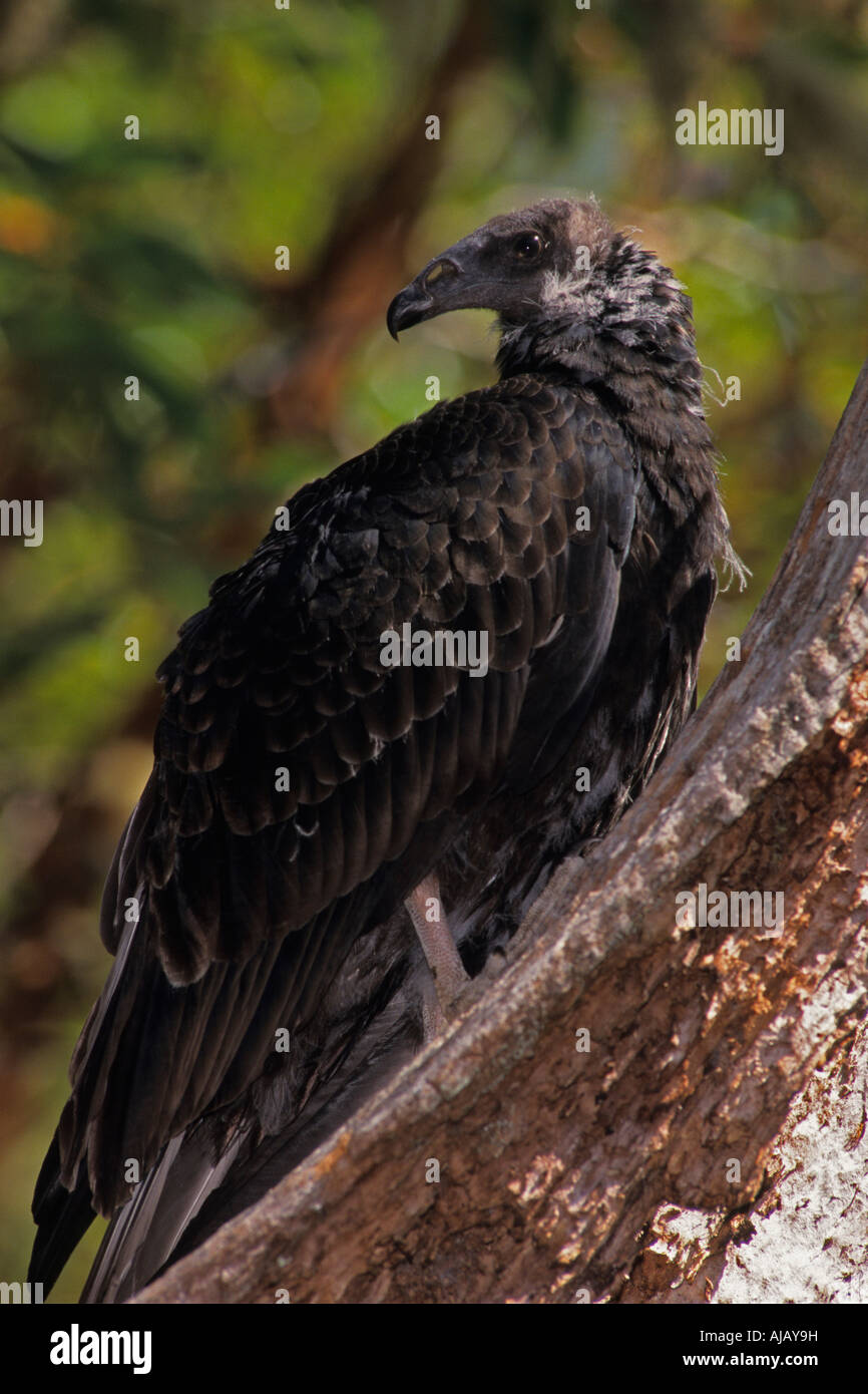 Juvenile turkey vulture (Cathartes aura Stock Photo Alamy