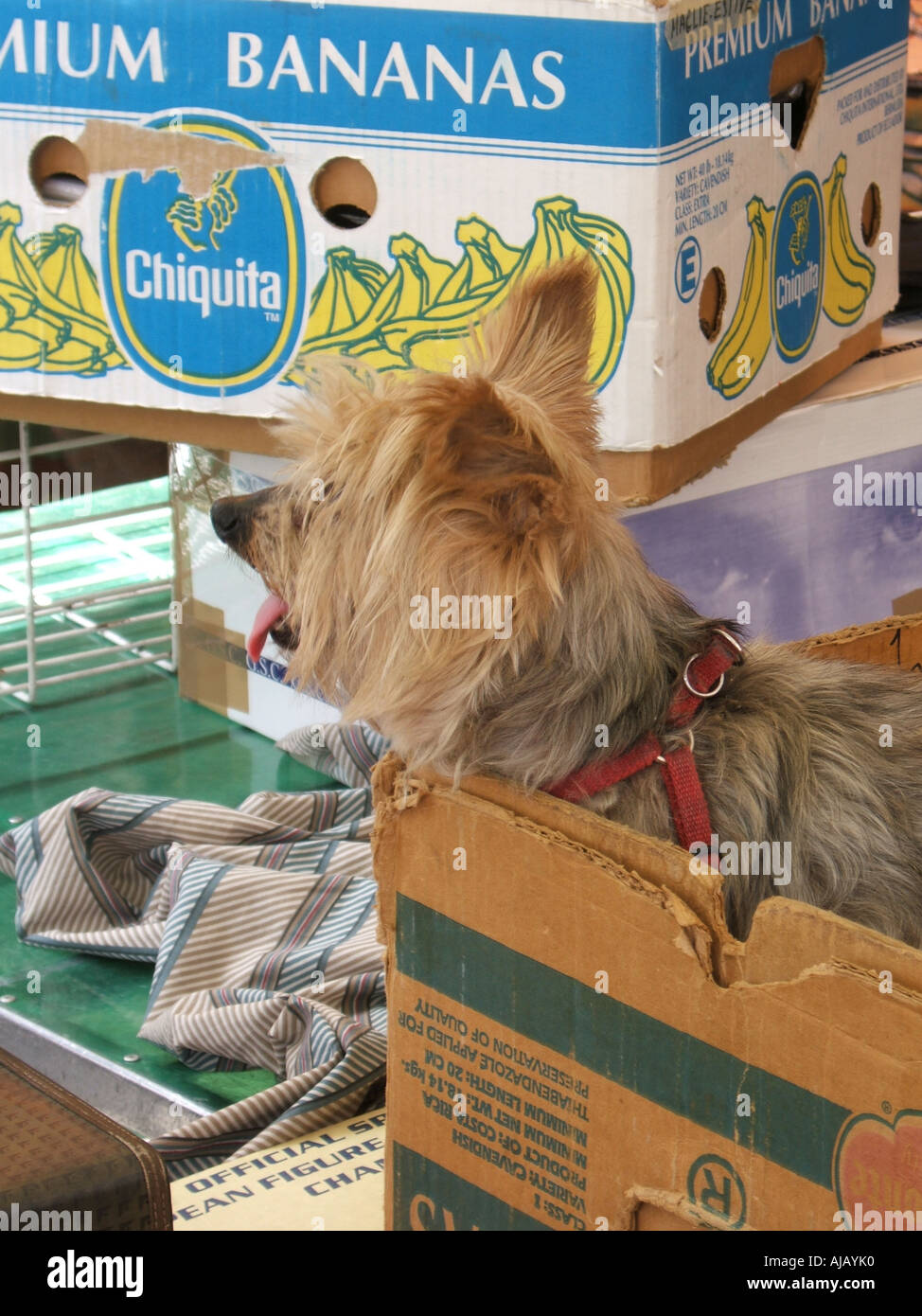 yorkshire terrier dog in a box at porta portese market in rome italy Stock  Photo - Alamy