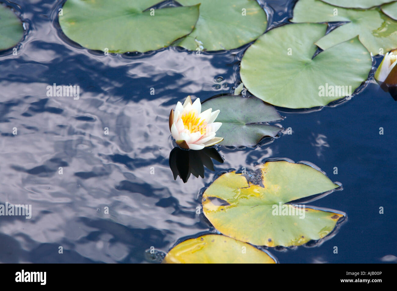 Nymphaea Afterglow tropical waterlily New York botanical garden Stock ...