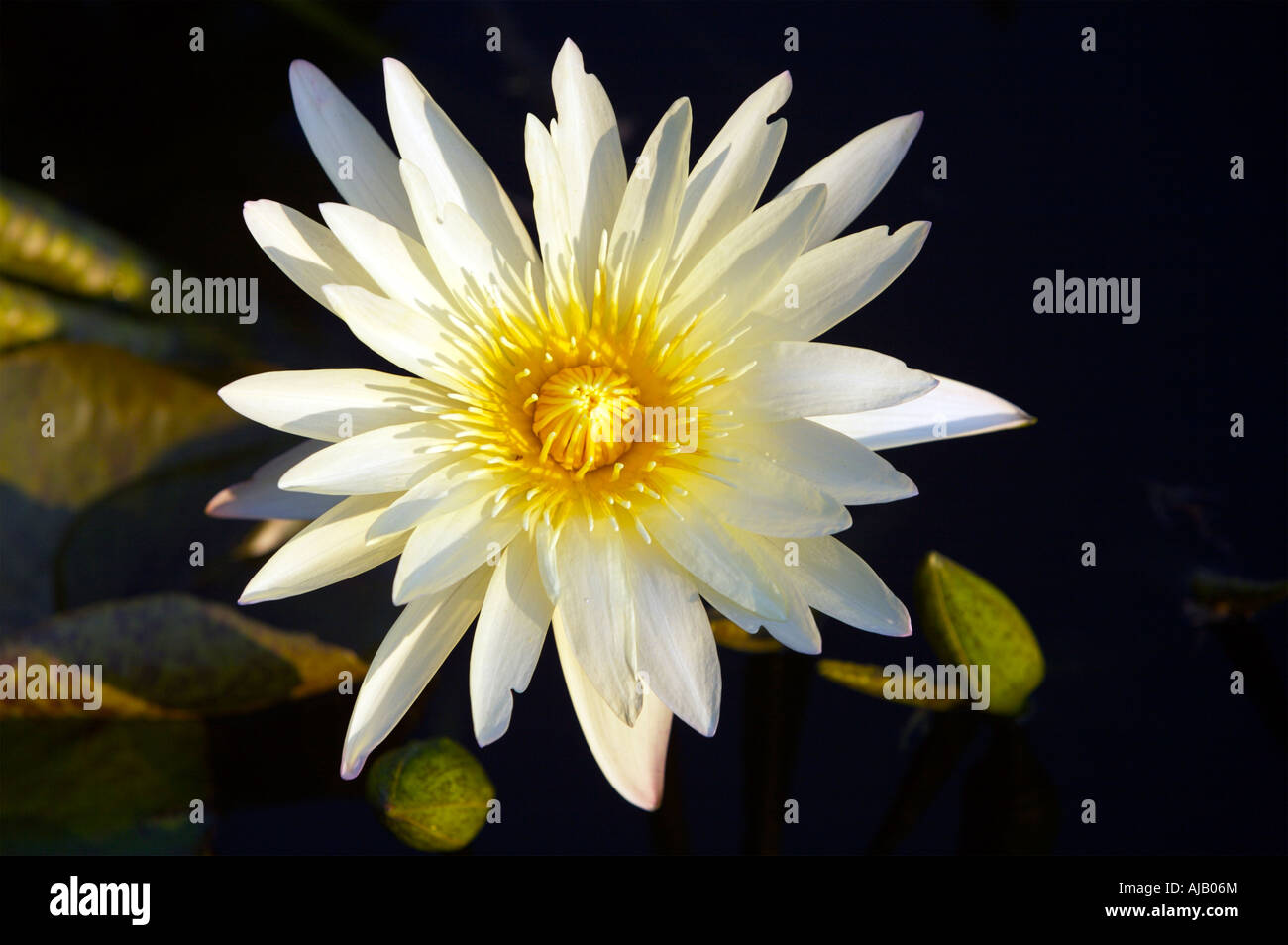 Nymphaea Star of Siam tropical waterlily New York botanical garden Stock Photo