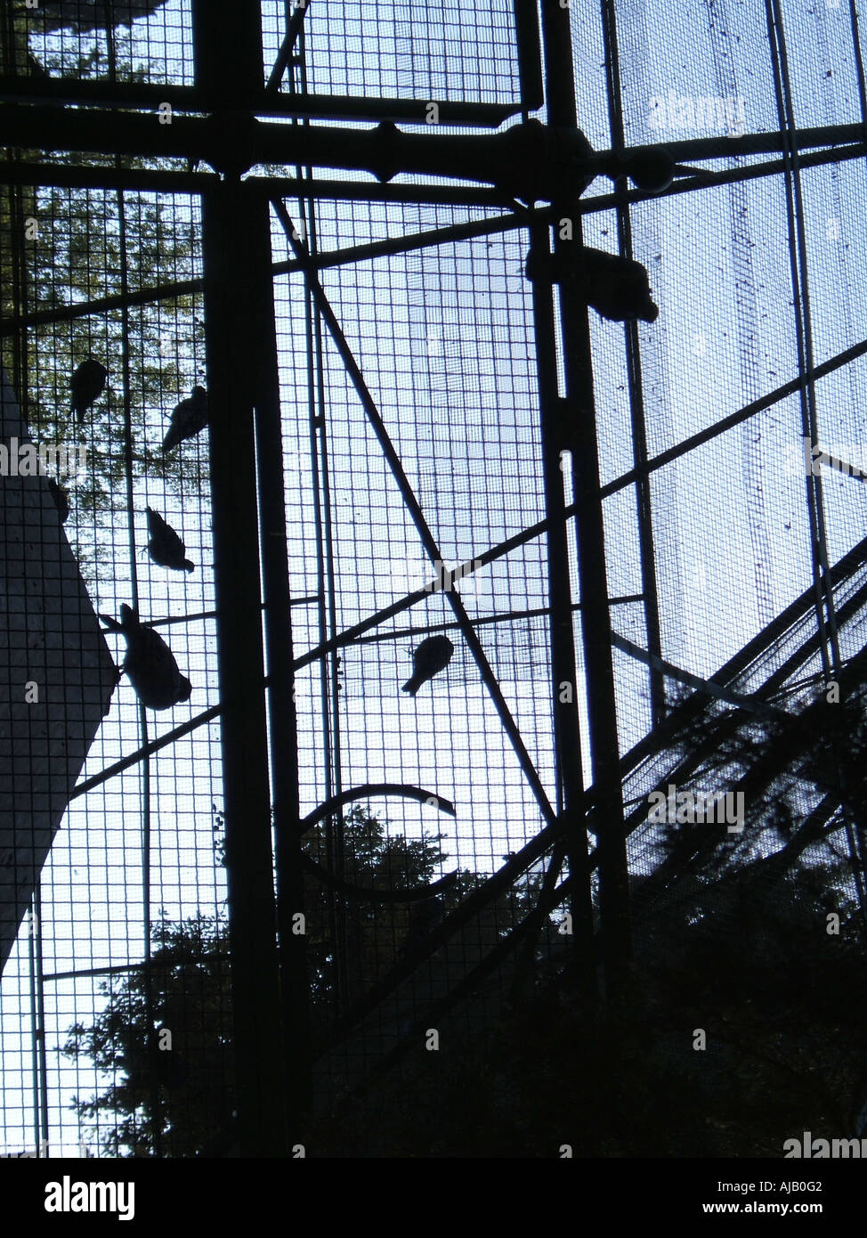birds in a cage Stock Photo Alamy