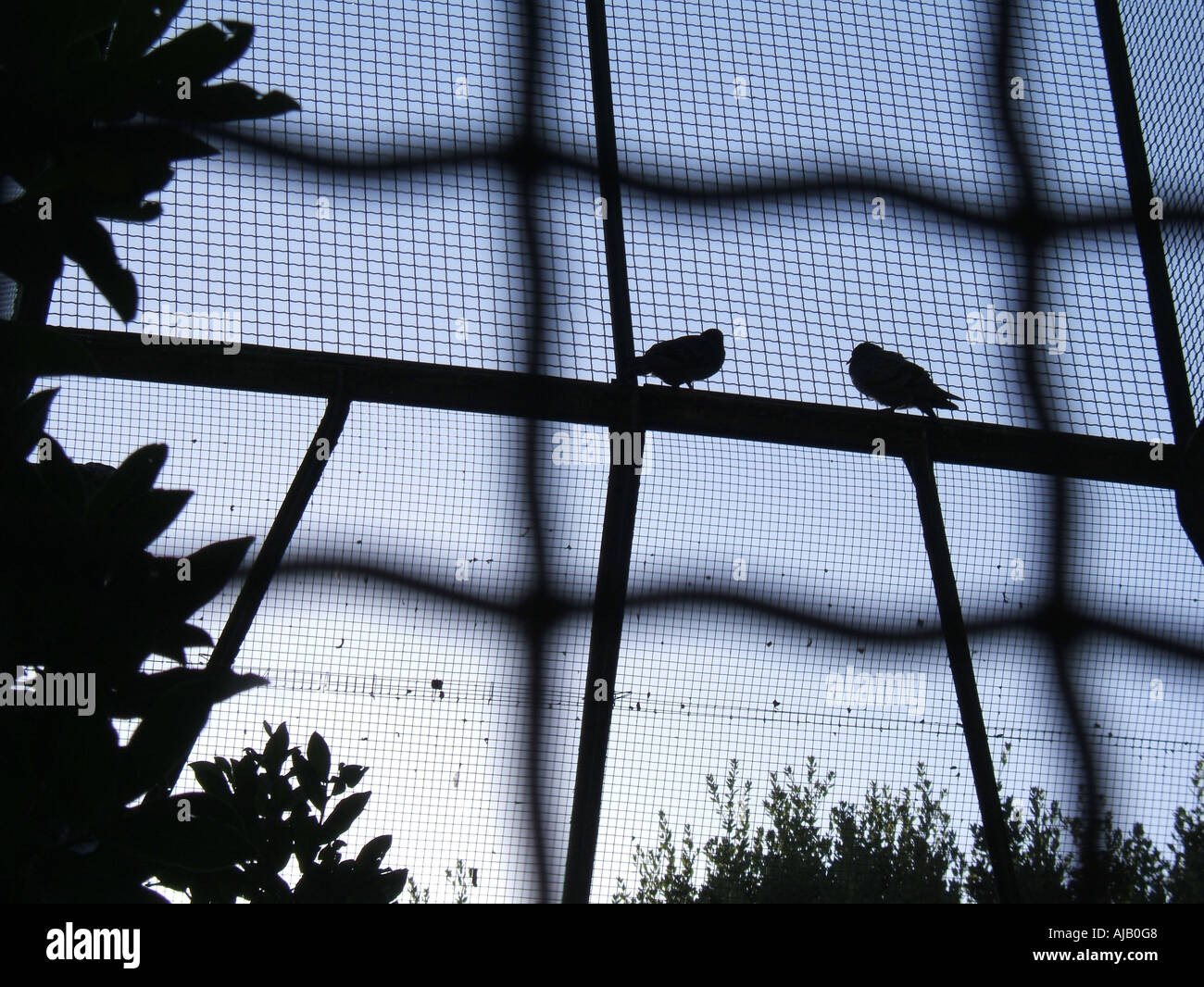 birds in a cage Stock Photo Alamy