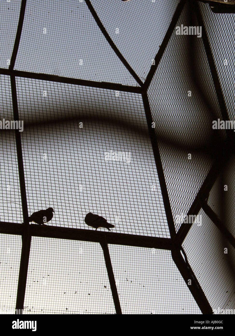 birds in a cage Stock Photo Alamy