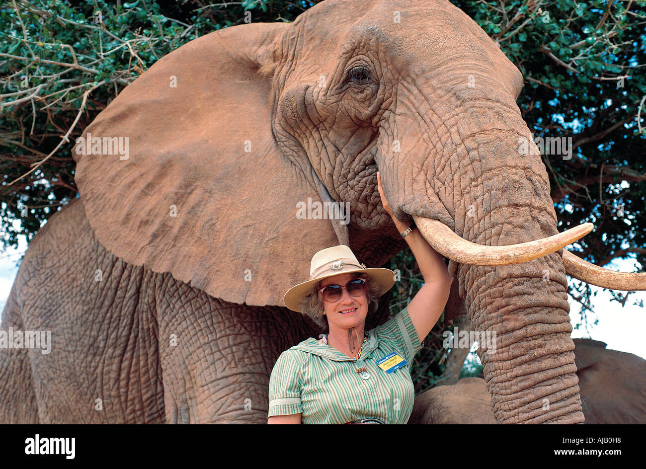Daphne Sheldrick with the elephant called Eleanor which she raised as an orphan Tsavo East National Park Kenya Stock Photo