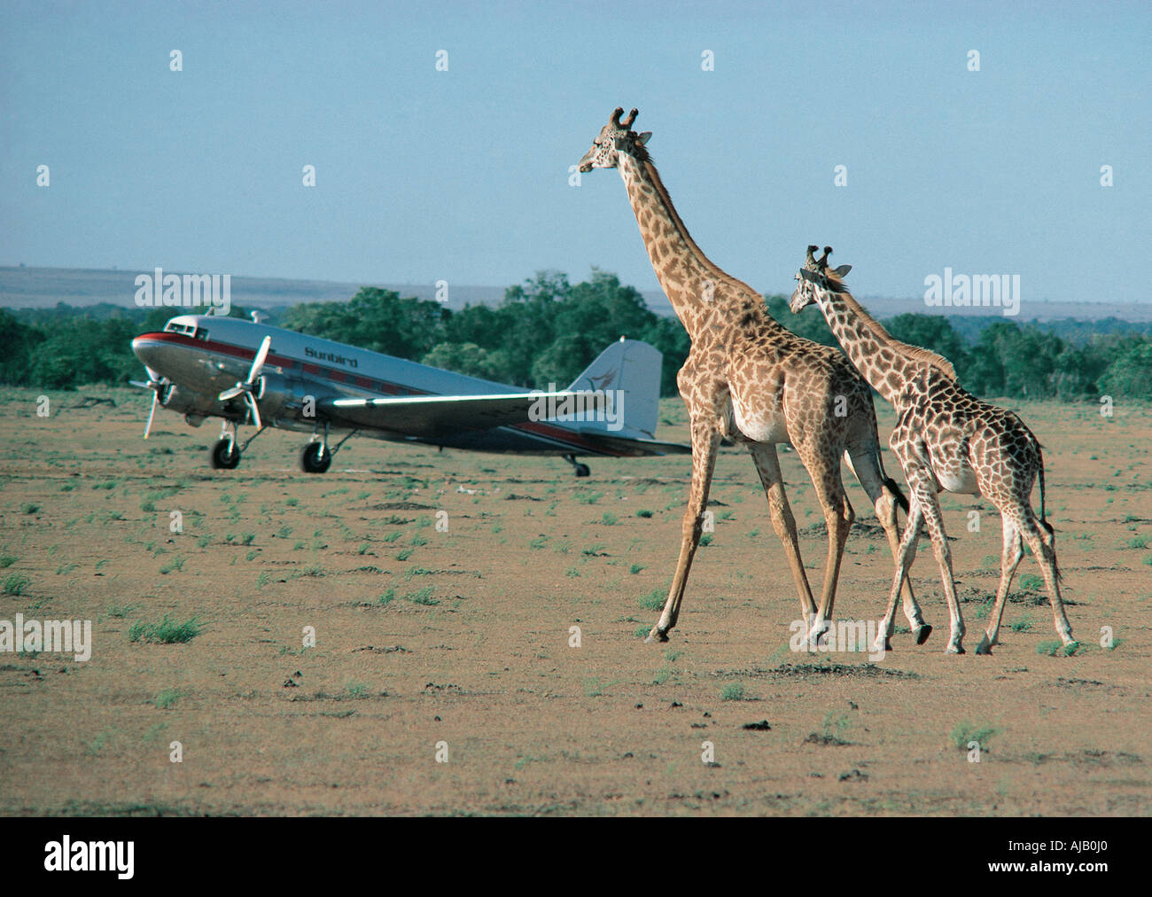 Two Masai Giraffe walking close to a plane on the Musiara Airstrip Masai Mara National Reserve Kenya East Africa Stock Photo