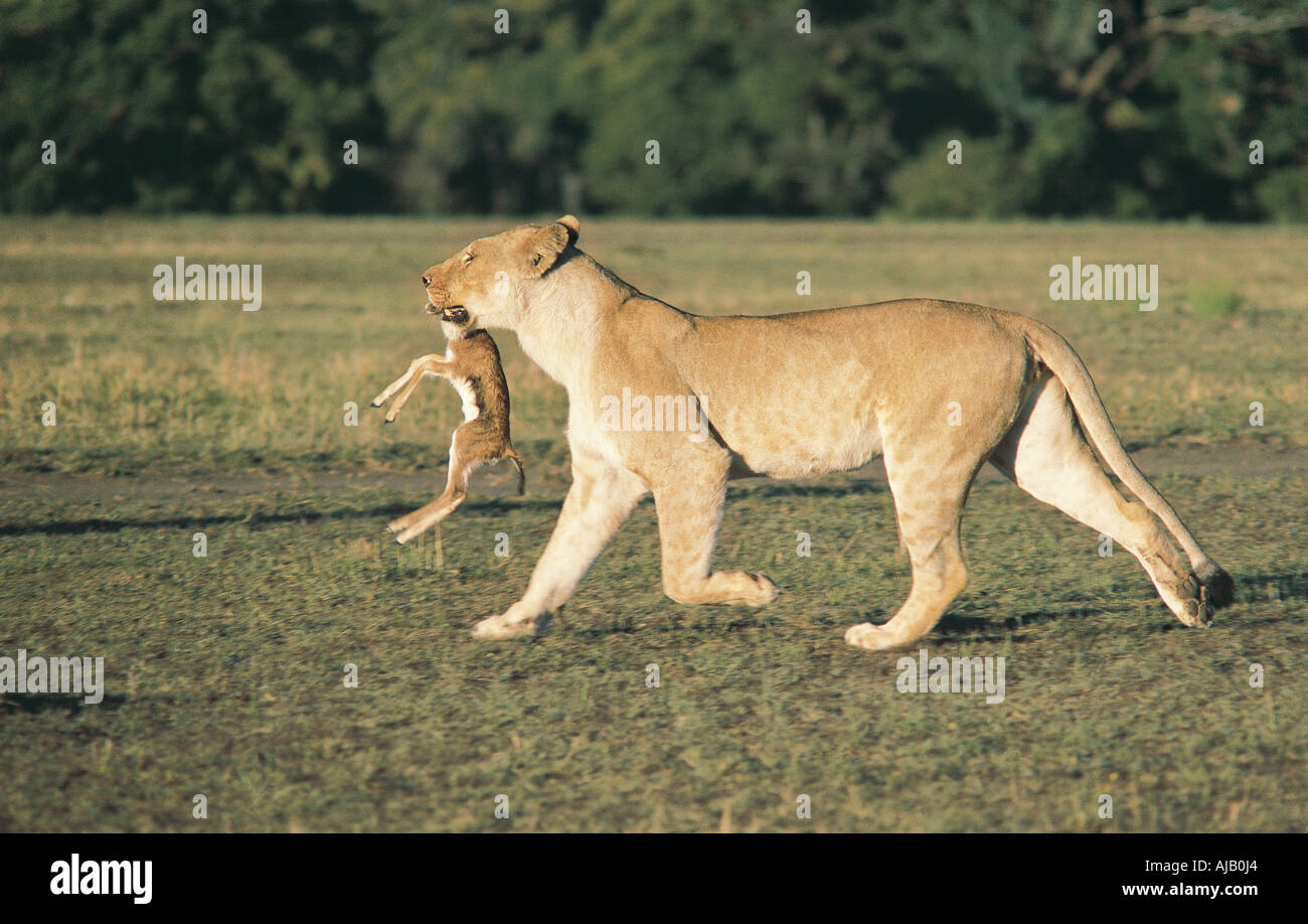 Lioness carrying a baby Thomson s Gazelle Masai Mara National Reserve ...