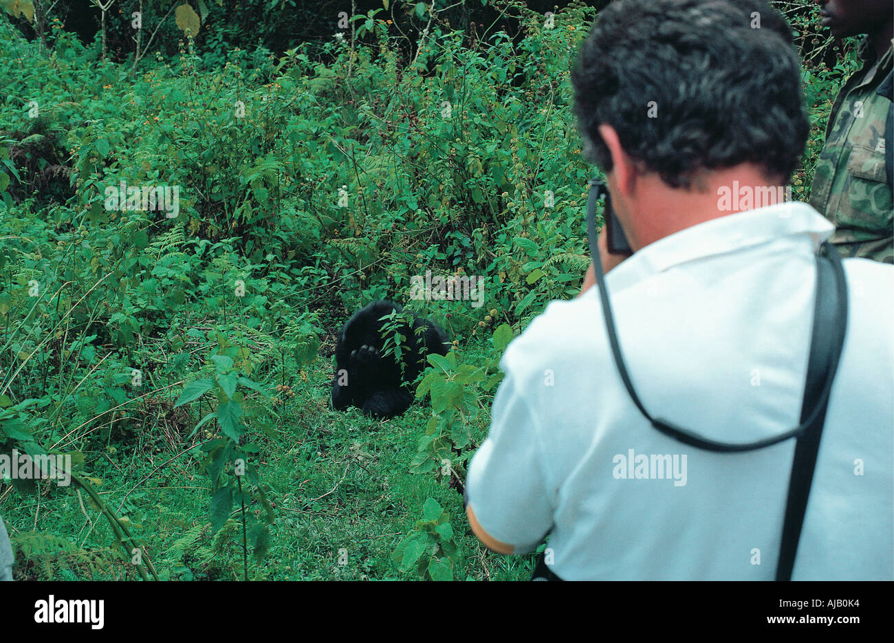 Tourist close to Mountain Gorilla in the Parc des Volcans Rwanda central Africa Stock Photo