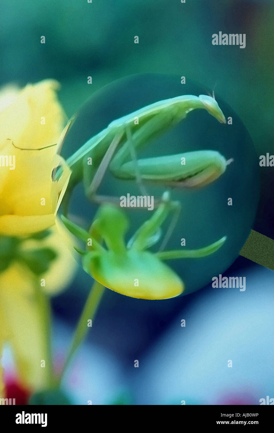 A praying mantis amongst the dahlia flowers in my front yard garden in