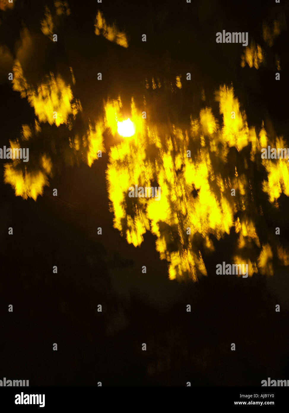 tree at night Stock Photo Alamy