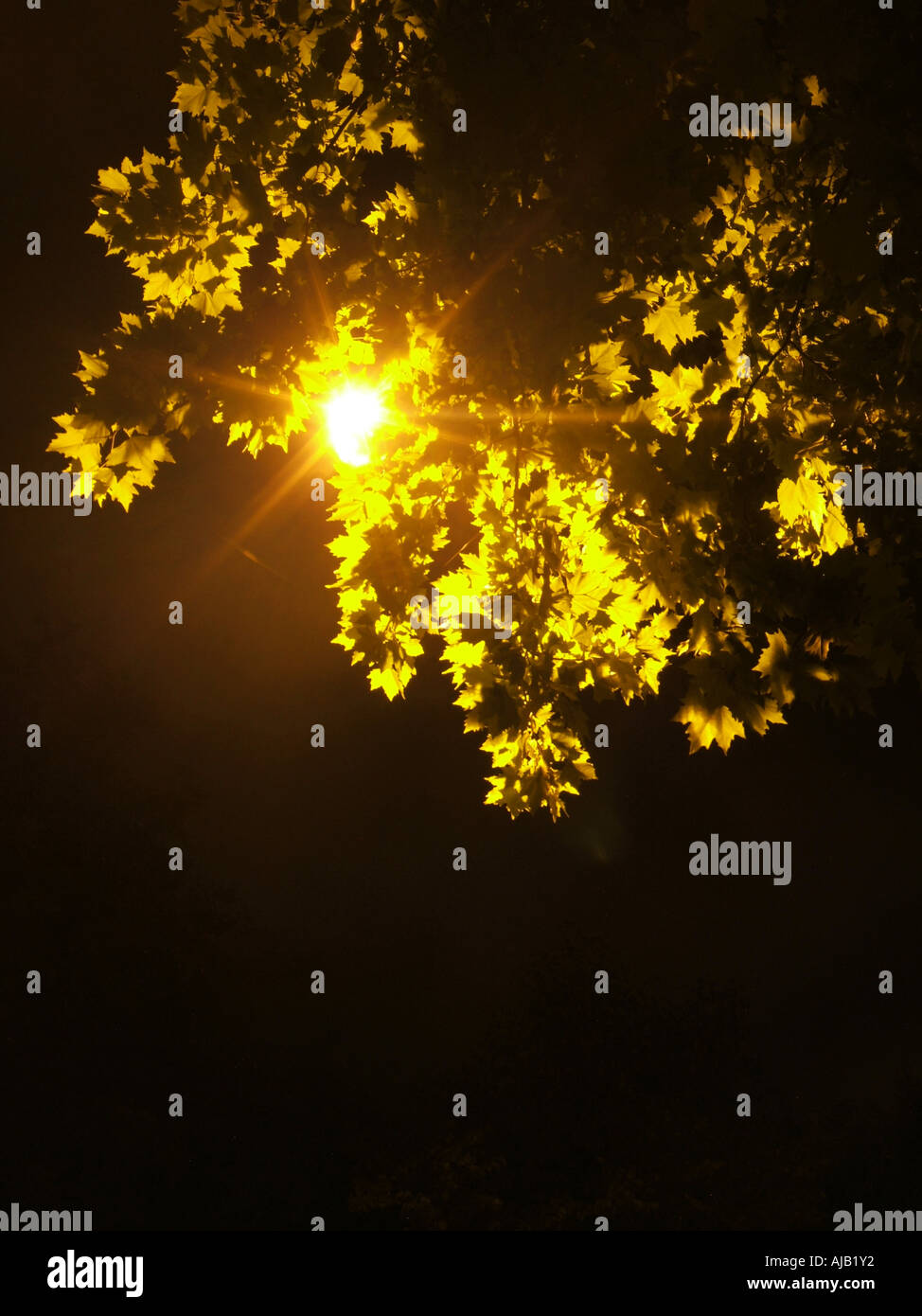 tree at night Stock Photo Alamy