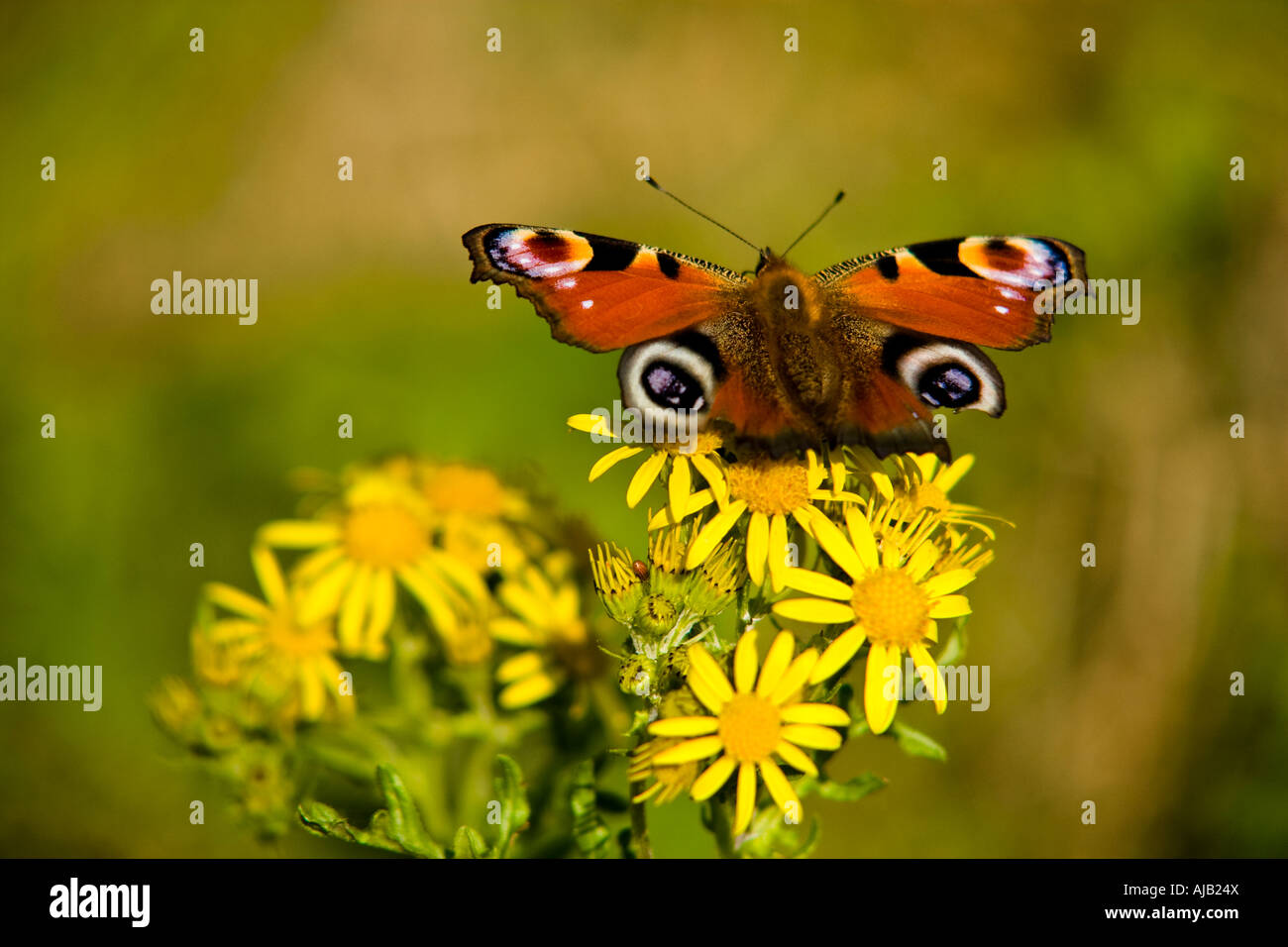 European Peacock Butterfly Inachis Io on Ragwort England UK Stock Photo