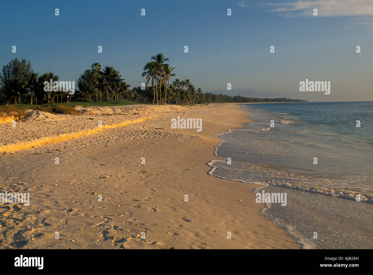 Captiva Island, Florida, deserted beach, sea shells,  Captiva Island, Florida, deserted beach, palm trees, sea shells, south sea Stock Photo
