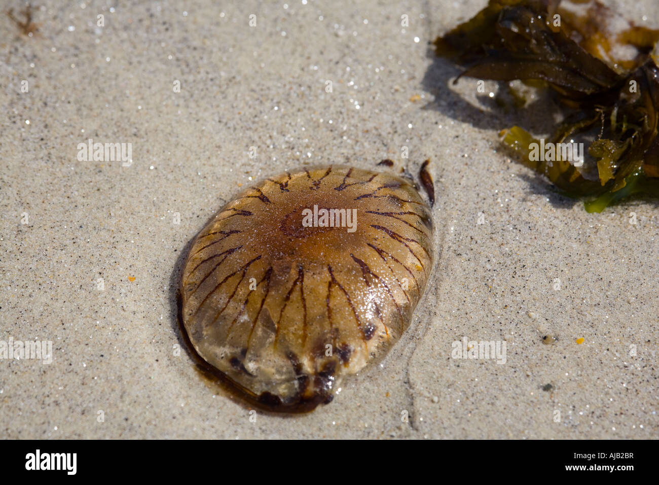 Jellyfish on beach Stock Photo