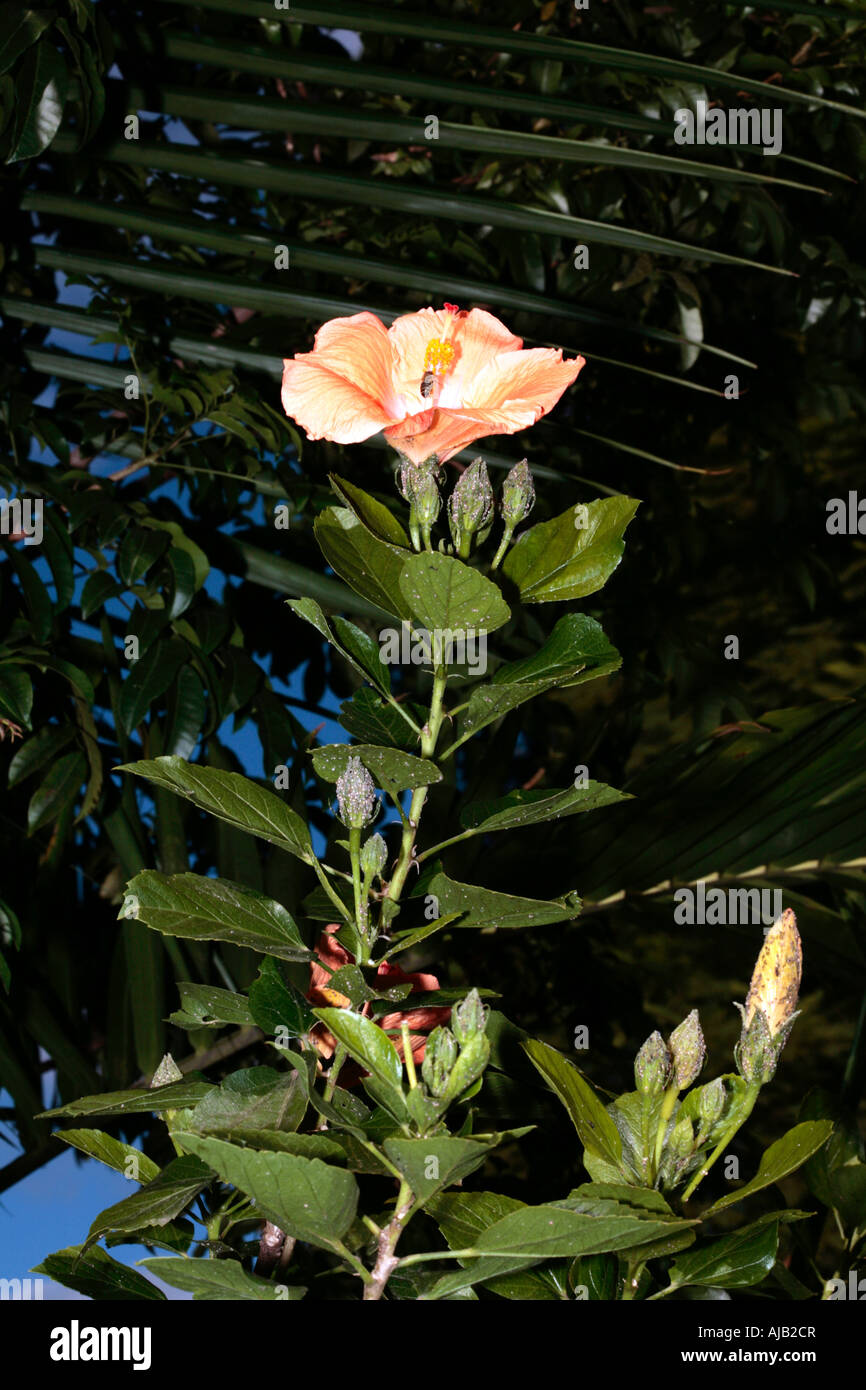 Coast Cottonwood and bee /Tree Hibiscus Hibiscus tiliaceous Stock