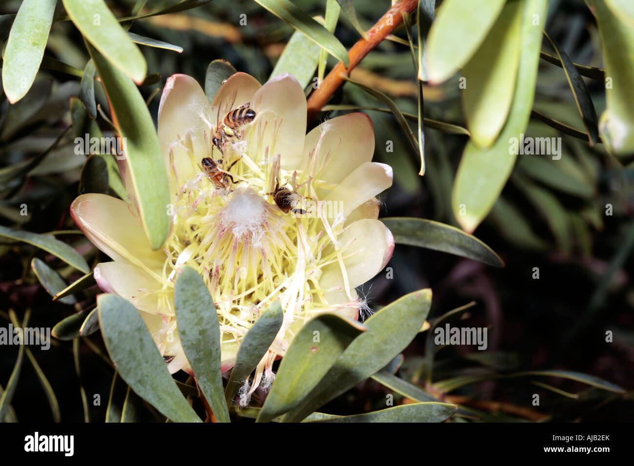 Common Protea /Sugarbush with honey bees harvesting pollen- Protea repens [cream form] and Apis mellifera- Family Proteaceae Stock Photo
