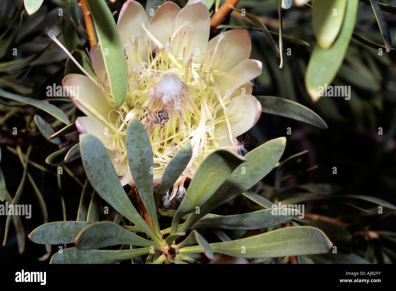 Common Protea /Sugarbush with honey bees harvesting pollen- Protea repens [cream form] and Apis mellifera- Family Proteaceae Stock Photo