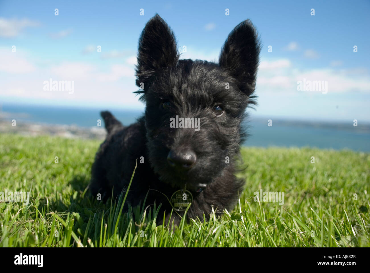 Scottish Terrier Puppy, closeup, in long grass. Stock Photo